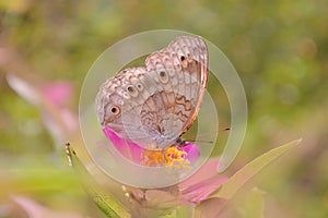 Junonia atlites, theÂ grey pansy, big butterfly sitting on flower.